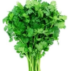 Cilantro - 24 Ct