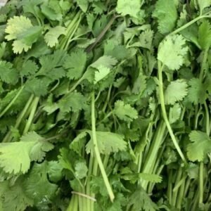 Cilantro Mexico 60Ct