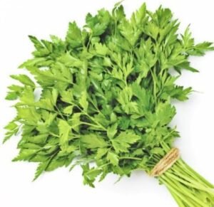 Italian Parsley - 24 Ct