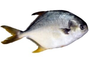 Pompano fish