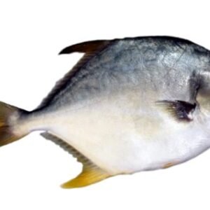 Pompano fish