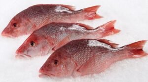 Whole Red Snapper 1.5 - 2 LB wild caught - Image 2