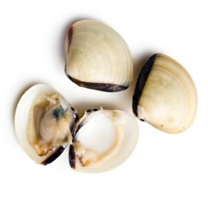 White clams ( Little Neck IVP )