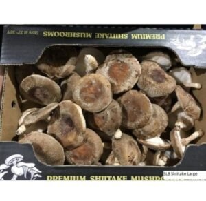 Shiitake Mushrooms, #1, Large