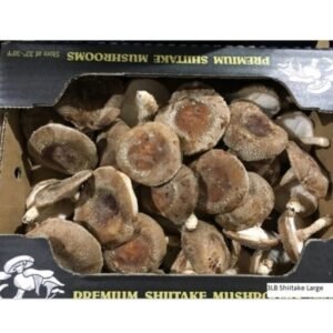 Shiitake Mushrooms, #1, Large