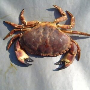 Frozen Whole clean crab 5-7 (20 pounds )