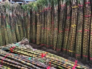 Green sugar Cane - Bundle