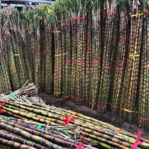 Green sugar Cane - Bundle