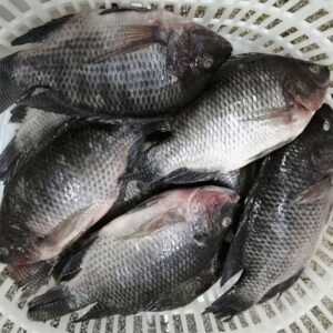 Frozen Whole Tilapia, 750-850g - 10 lbs
