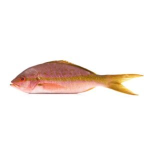 Whole Yellow Tail Snapper 1.5-2 Lb - 10 Lb